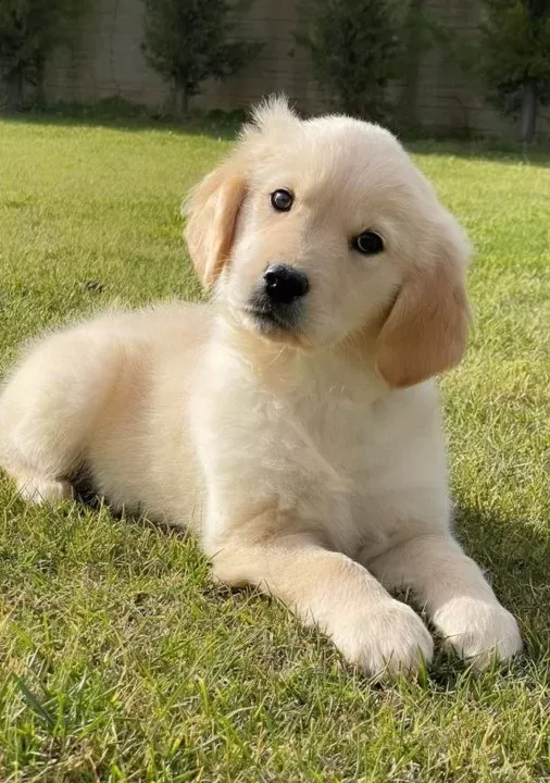 Golden Retriever Yavruları Sizleri Bekliyor