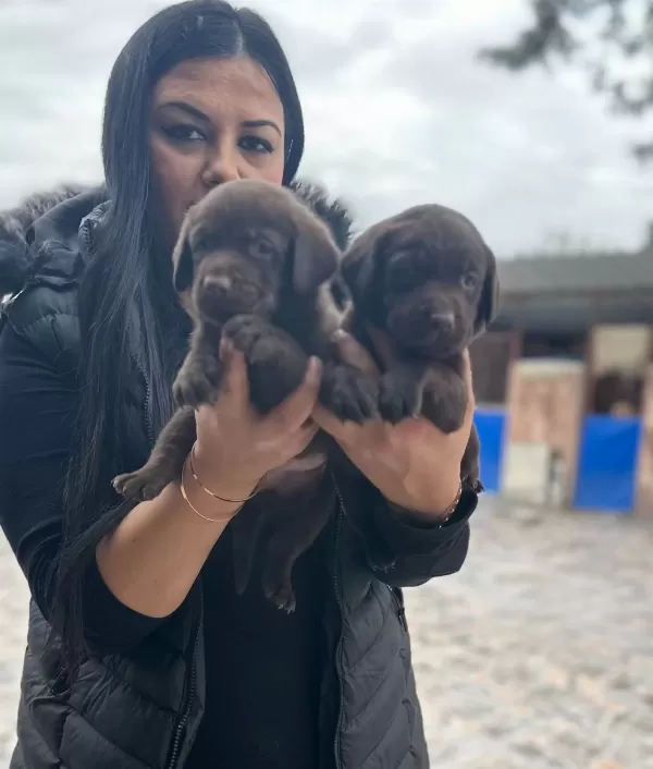 Çikolata Labrador Yavrularım