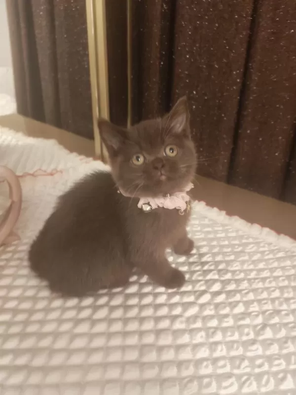 Çikolata British Shorthair