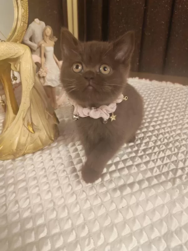 Çikolata British Shorthair