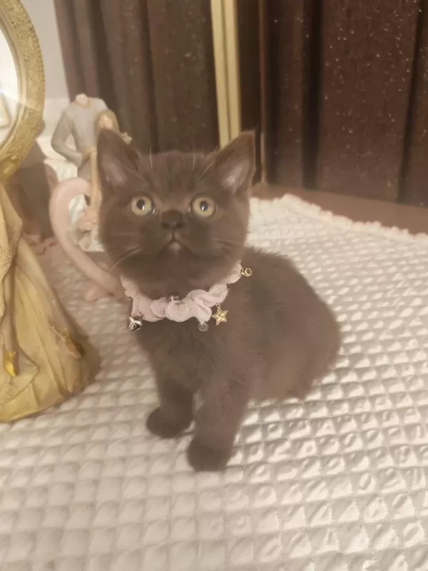 Çikolata British Shorthair