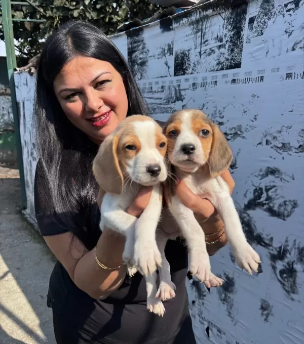 Sağlık Ve Irk Garantili Beagle Yavrularım