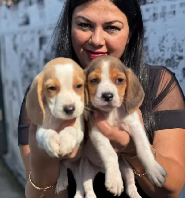 Sağlık Ve Irk Garantili Beagle Yavrularım