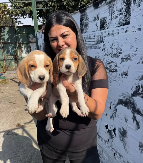 Sağlık Ve Irk Garantili Beagle Yavrularım