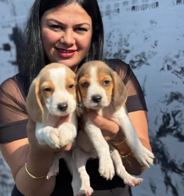 Sağlık Ve Irk Garantili Beagle Yavrularım