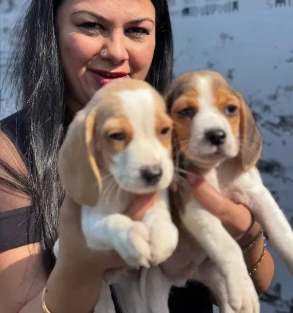 Sağlık Ve Irk Garantili Beagle Yavrularım
