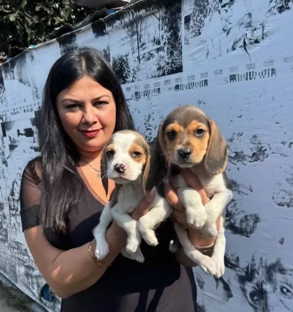 Safkan Elizabet Beagle Yavrularım