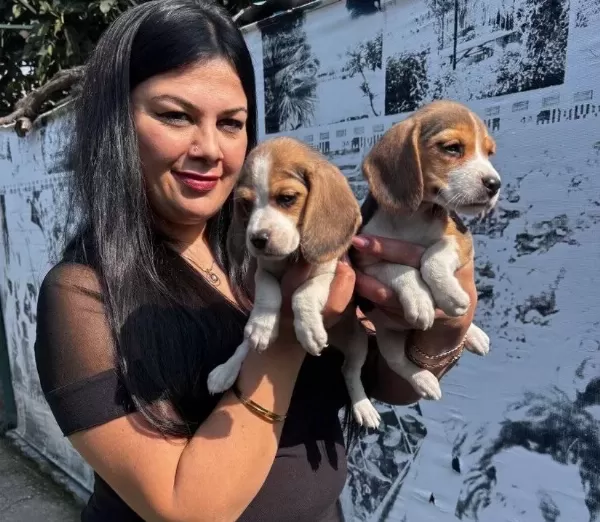 Safkan Elizabet Beagle Yavrularım