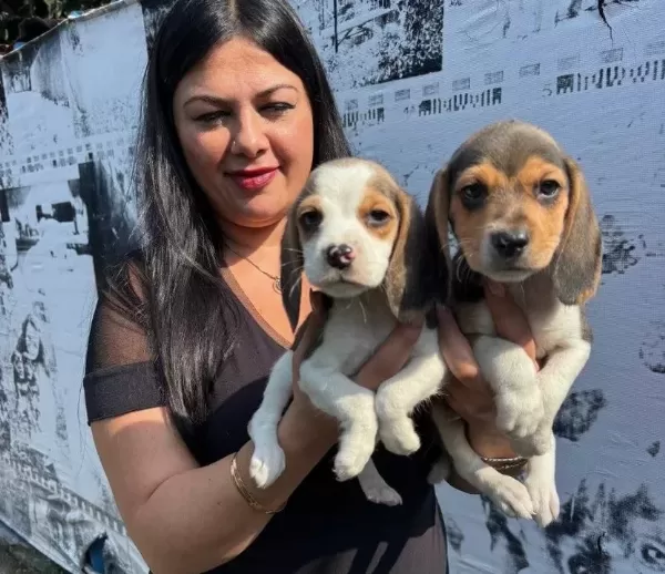 Safkan Elizabet Beagle Yavrularım