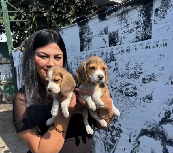 Safkan Elizabet Beagle Yavrularım