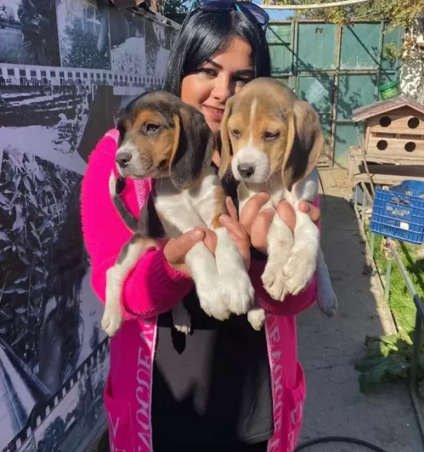 Safkan Beagle Yavrularim
