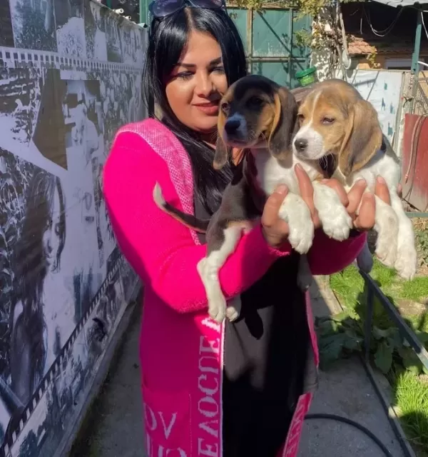 Safkan Beagle Yavrularim