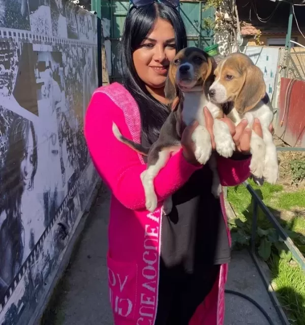Safkan Beagle Yavrularim