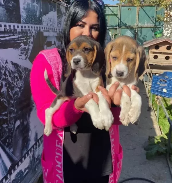 Safkan Beagle Yavrularim