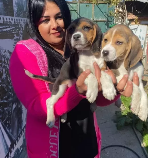 Safkan Beagle Yavrularim