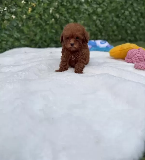 Veteriner Kontrollü Çok Özel Toypoodle Yavrularimiz