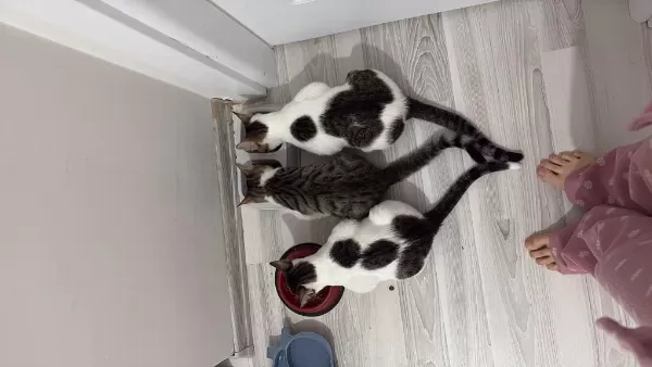 Kedilerimizi Sahiplendirme
