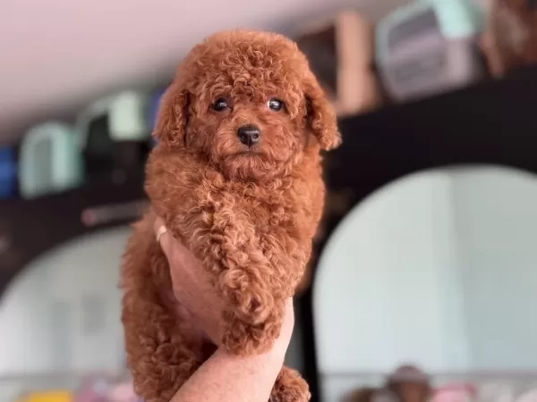 Show Kalite Tea Cup Kore Poodle Yavrumuz