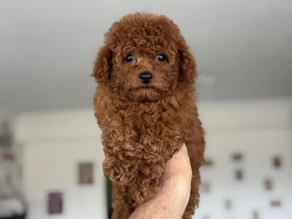 Show Kalite Tea Cup Kore Poodle Yavrumuz
