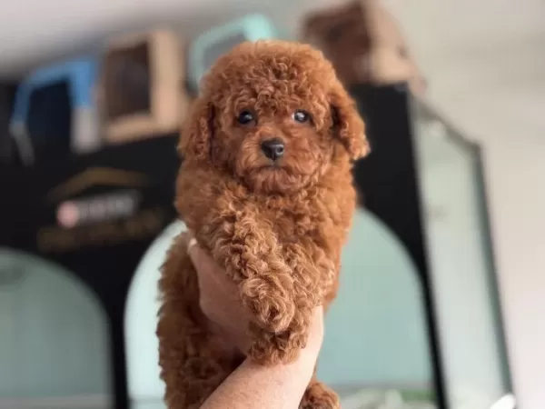Show Kalite Tea Cup Kore Poodle Yavrumuz