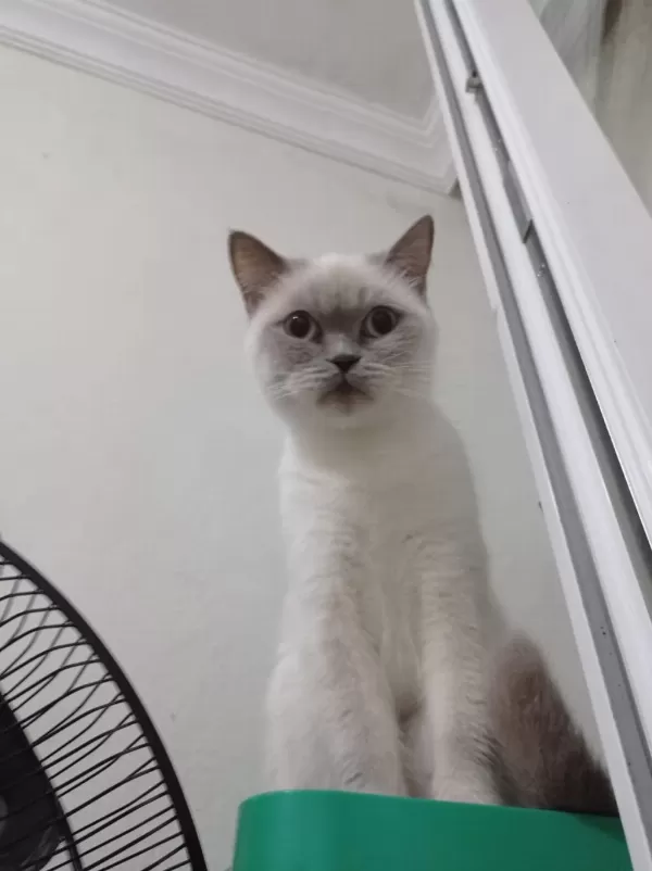 British Shorthair Kedisi