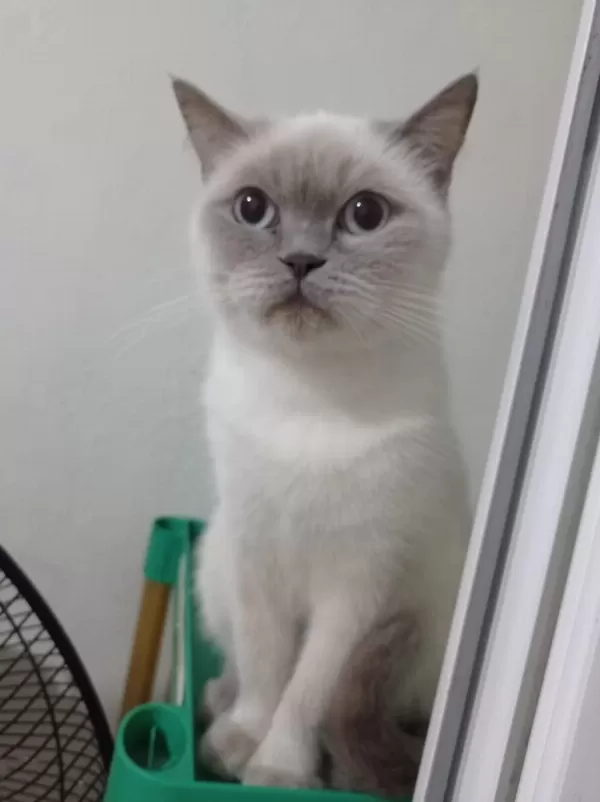 British Shorthair Kedisi