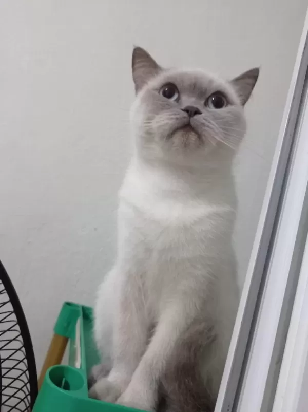 British Shorthair Kedisi
