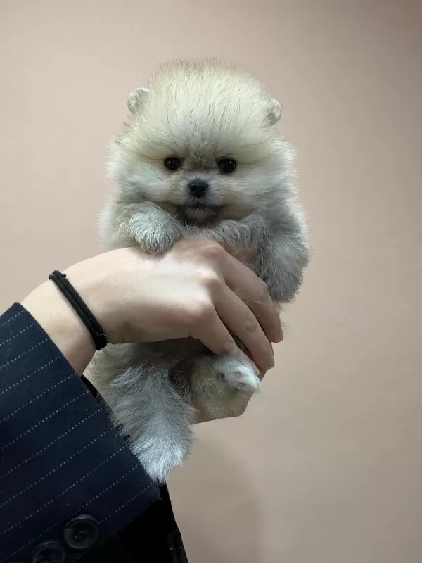 Çok Özel Safkan Teddy Face Tea Cup Pomeranian