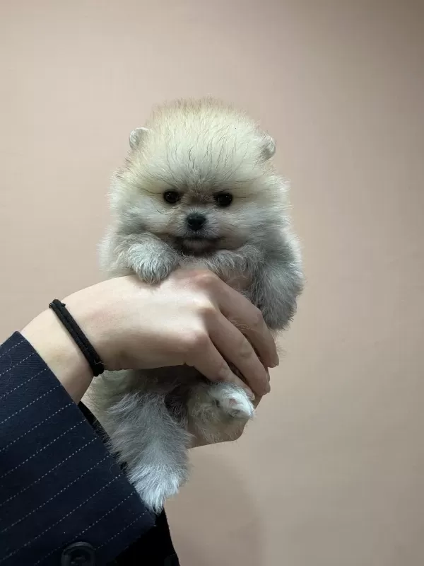 Çok Özel Safkan Teddy Face Tea Cup Pomeranian