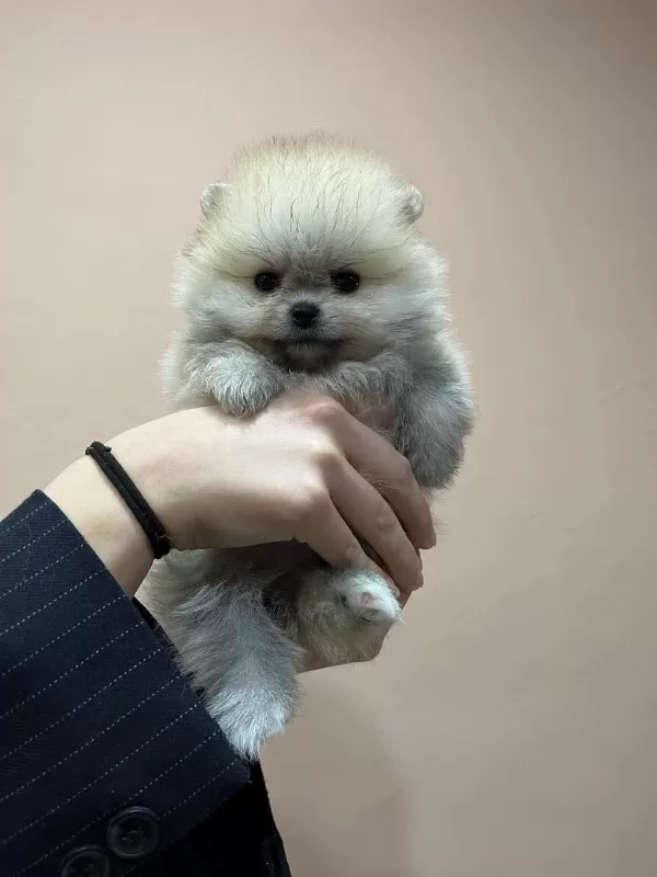 Çok Özel Safkan Teddy Face Tea Cup Pomeranian