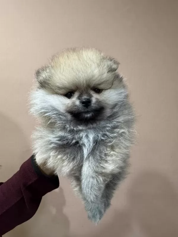 Çok Özel Safkan Teddy Face Tea Cup Pomeranian