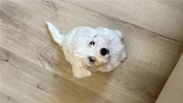 Köpeğimize İyi Bir Yuva Arıyoruz