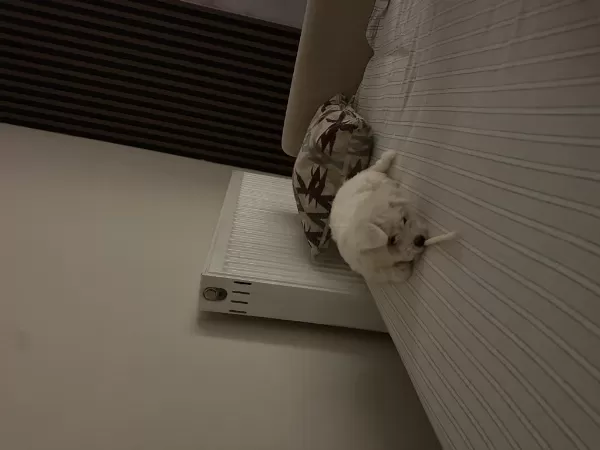 Köpeğimize İyi Bir Yuva Arıyoruz