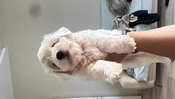 Köpeğimize İyi Bir Yuva Arıyoruz