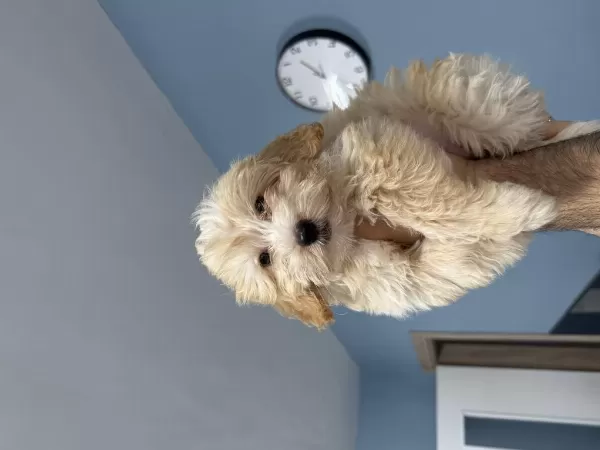 Sağlıklı 3.5 Aylık Maltipoo