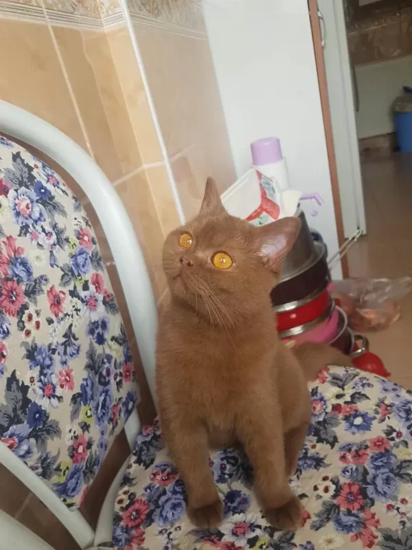 British Shorthair Cinamon