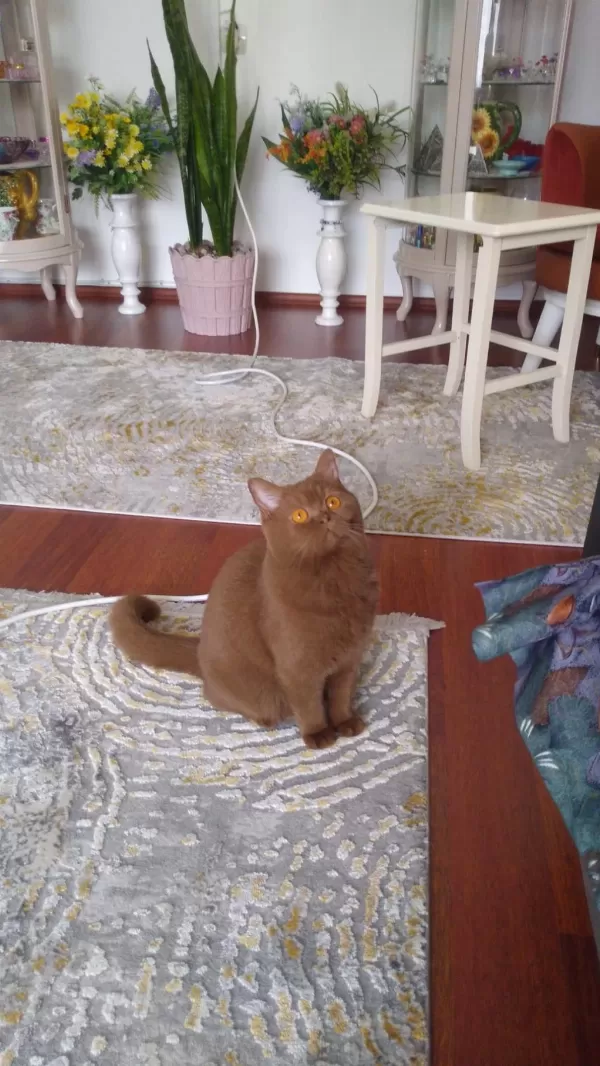 British Shorthair Cinamon