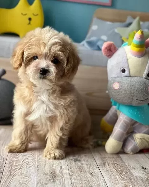 F2 Maltipoo Yavrulari