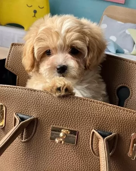 F2 Maltipoo Yavrulari
