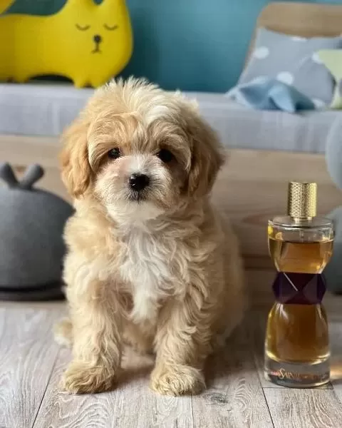 F2 Maltipoo Yavrulari