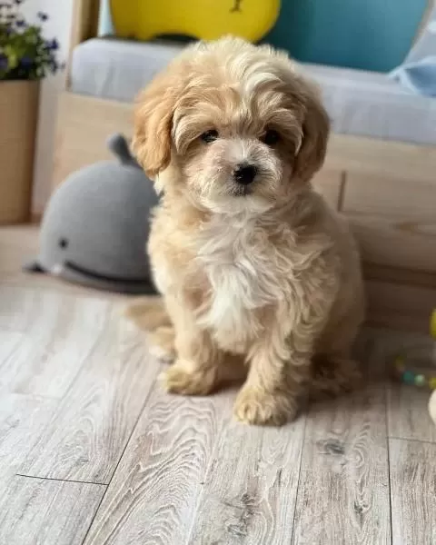 F2 Maltipoo Yavrulari