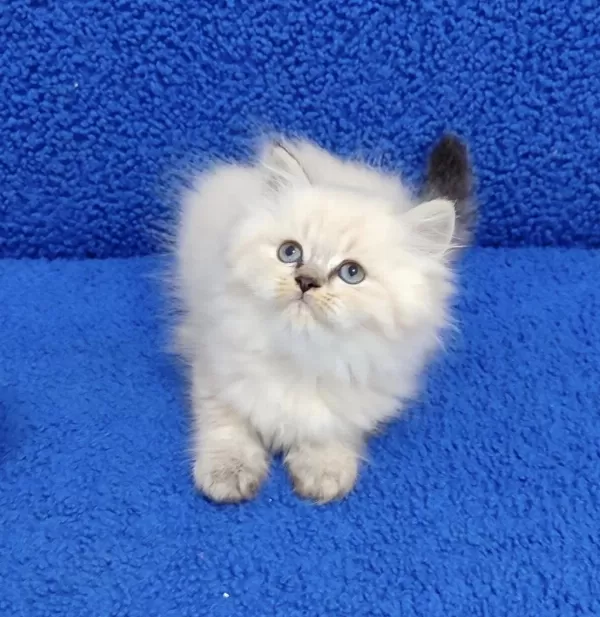 İstanbul İçi 7/24 Adrese Teslim Longhair British Ponçik