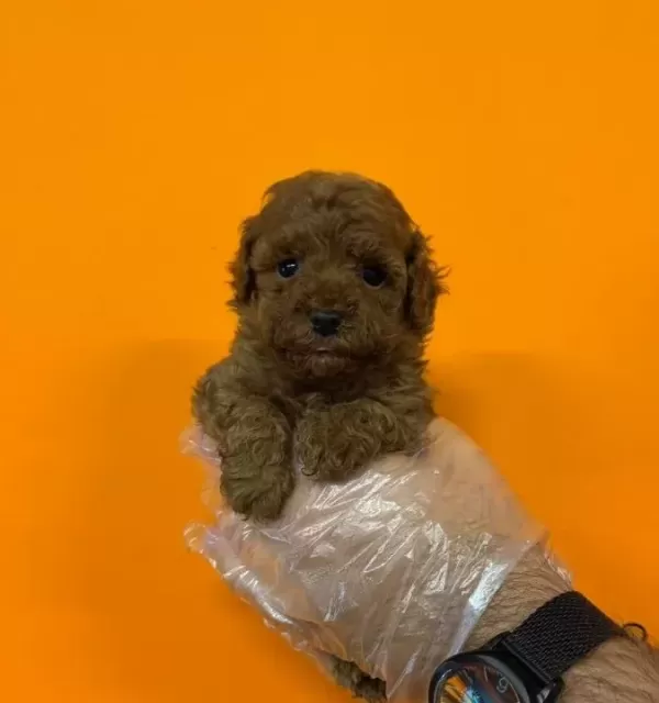 Red Browne Toy Poodle Bebekleri̇mi̇z