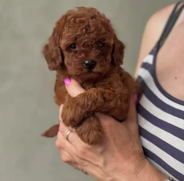 Red Browne Toy Poodle Bebekleri̇mi̇z