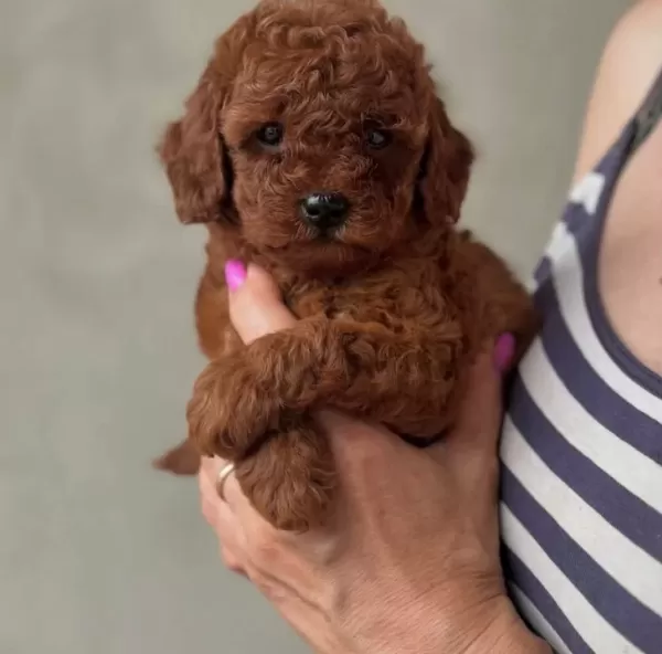 Red Browne Toy Poodle Bebekleri̇mi̇z