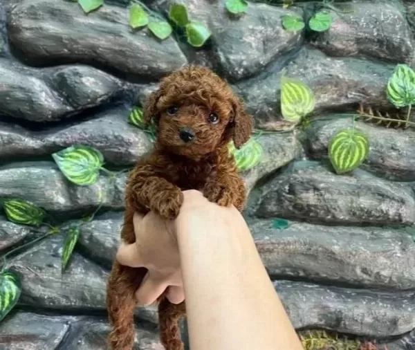 Kore Poodle Koyu Kahve Bebekler