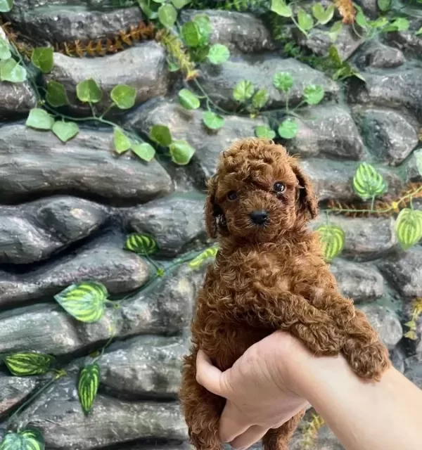 Kore Poodle Koyu Kahve Bebekler