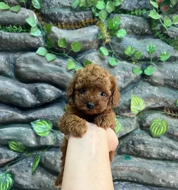 Kore Poodle Koyu Kahve Bebekler