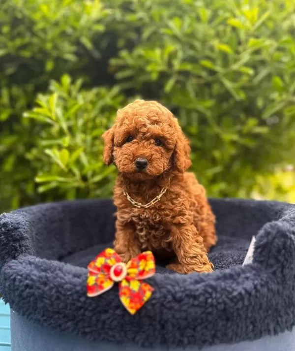 Safkan Toy Poodle Yavrularımız