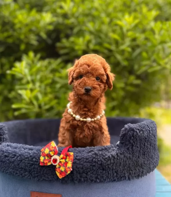 Safkan Toy Poodle Yavrularımız
